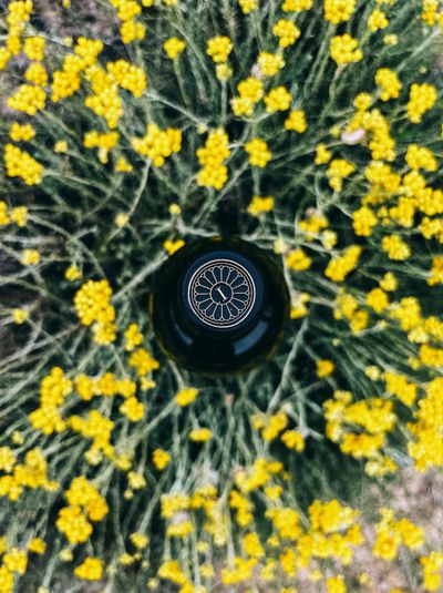Immortelle