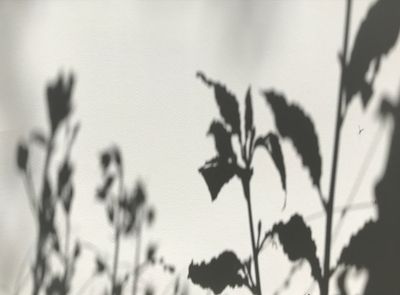 Les ombres