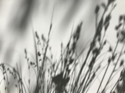 Les ombres