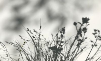 Les ombres