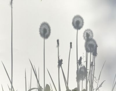 Les ombres
