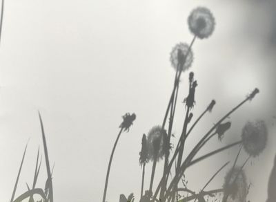 Les ombres