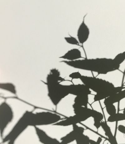 Les ombres